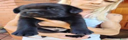 Labrador cani in vendita: Cuccioli di Labrador a Provincia di Parma - Annuncio 5