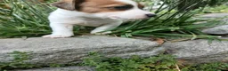 Jack Russell cani in vendita: jack russell terrier - Annuncio 3