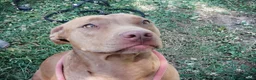 Pitbull cani in regalo: KIRA DAL DIVANO AL CANILE, IN ADOZIONE - Annuncio 2