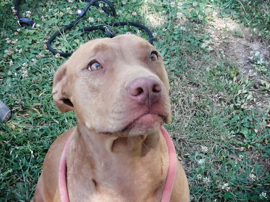 Pitbull cani in regalo: KIRA DAL DIVANO AL CANILE, IN ADOZIONE - Annuncio 2