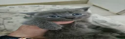 Certosino gatti in vendita: Cuccioli di certosino PURISSIMI  - Annuncio 14