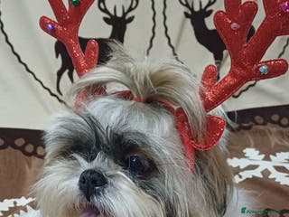Shih Tzu cani Cuccioli shitzu - Annuncio 12