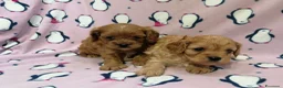 Cavapoo cani in vendita: Cavapoo cuccioli - Annuncio 6