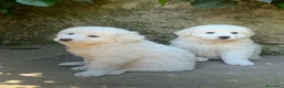 Pastore Maremmano cani in vendita: Cuccioli Pastore Maremmano Abruzzese - Annuncio 2