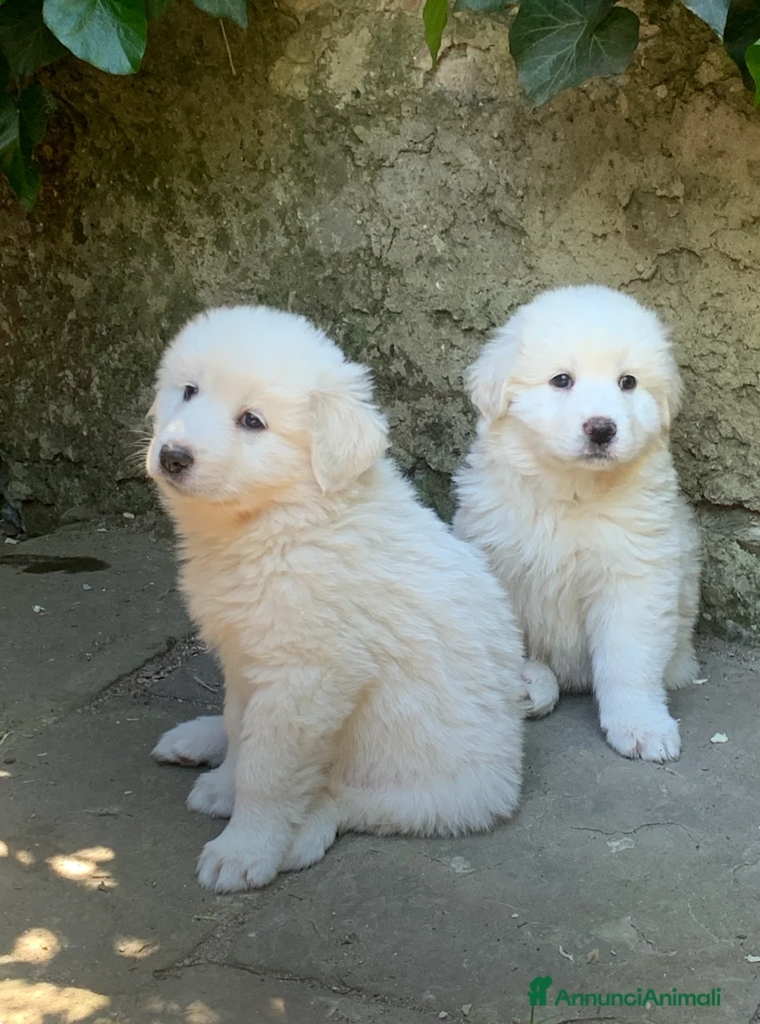 Pastore Maremmano cani in vendita: Cuccioli Pastore Maremmano Abruzzese - Annuncio 2