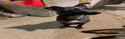 Meticcio cani in regalo: Ultimo cucciolo - Annuncio 2