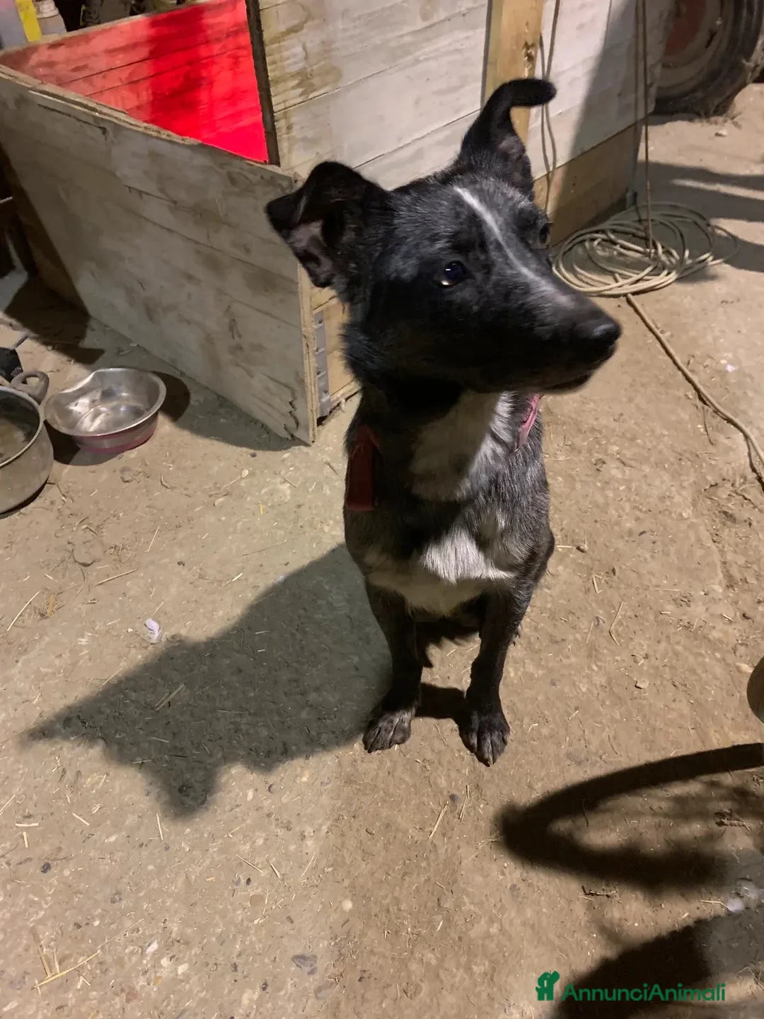 Meticcio cani in regalo: Ultimo cucciolo - Annuncio 2