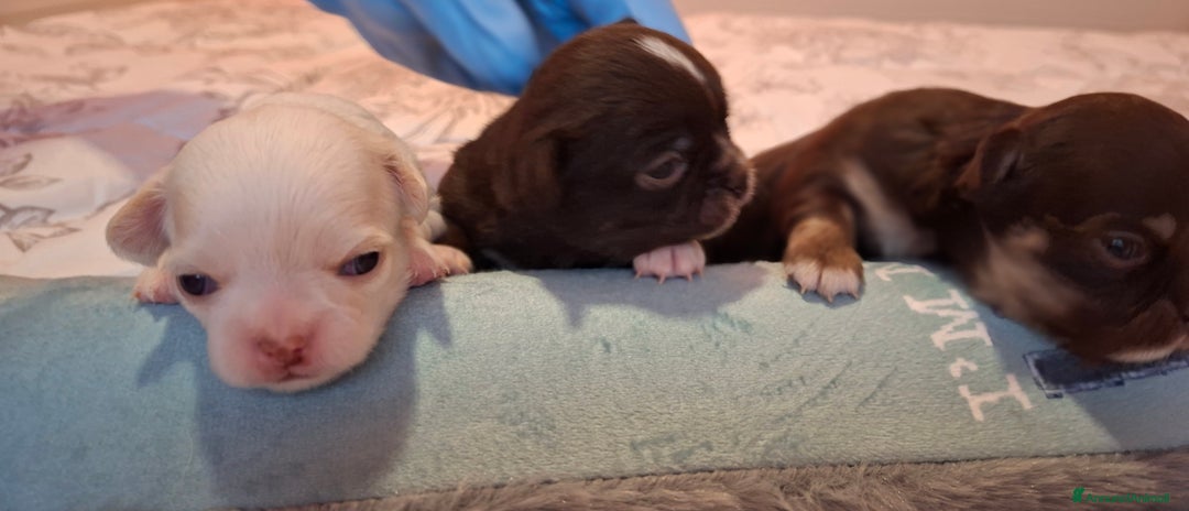 Chihuahua cani in vendita: Disponibili maschietti pelo lungo  - Annuncio 3