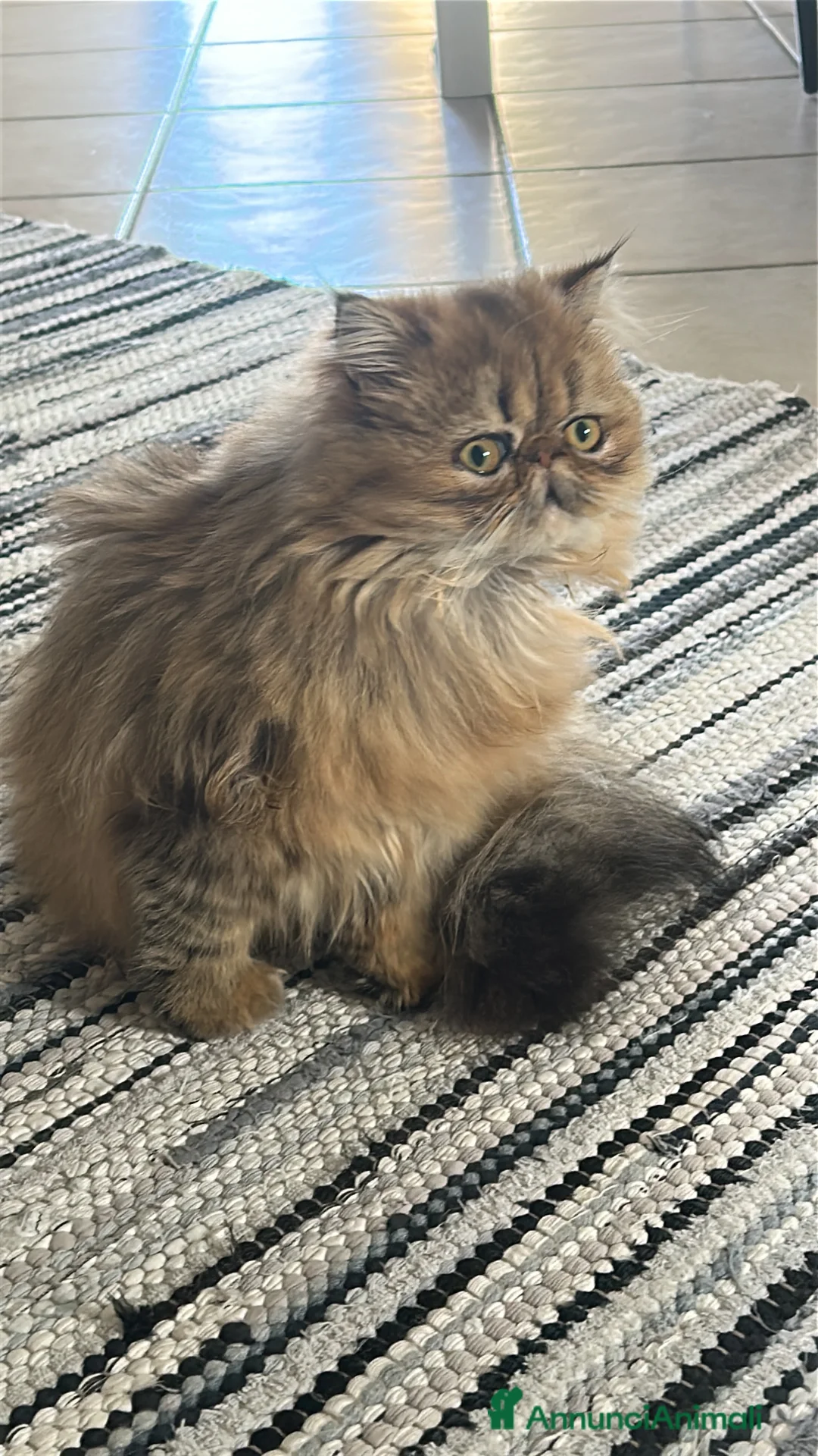 Persiano gatti per accoppiamento: Gatta persiana golden shade per accoppiamento  - Annuncio 1