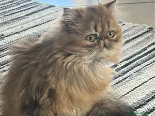 Persiano gatti Gatta persiana golden shade per accoppiamento - Annuncio 1
