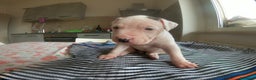 Pitbull cani in vendita: cuccioli in vendita - Annuncio 6
