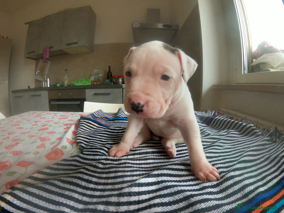 Pitbull cani in vendita: cuccioli in vendita - Annuncio 5