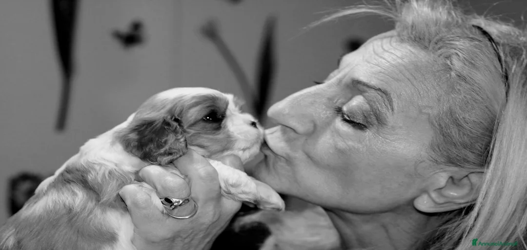 Immagine della galleria {{count}}