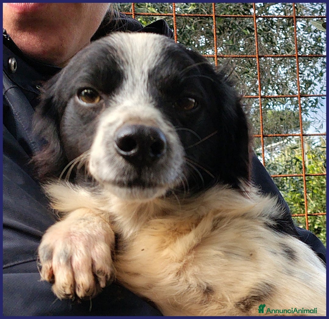 Meticcio cani in regalo: CURACAO, CUCCIOLONE 9 MESI, TIMIDO MA CERCA AMORE a Città metropolitana di Milano - Annuncio 10