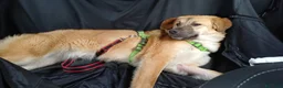 Meticcio cani in regalo: Maya 1 anno, carattere eccezionale a Città Metropolitana di Bologna - Annuncio 16
