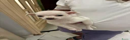 Chihuahua cani in vendita: 2 chihuahua maschi bianco e beige - Annuncio 2