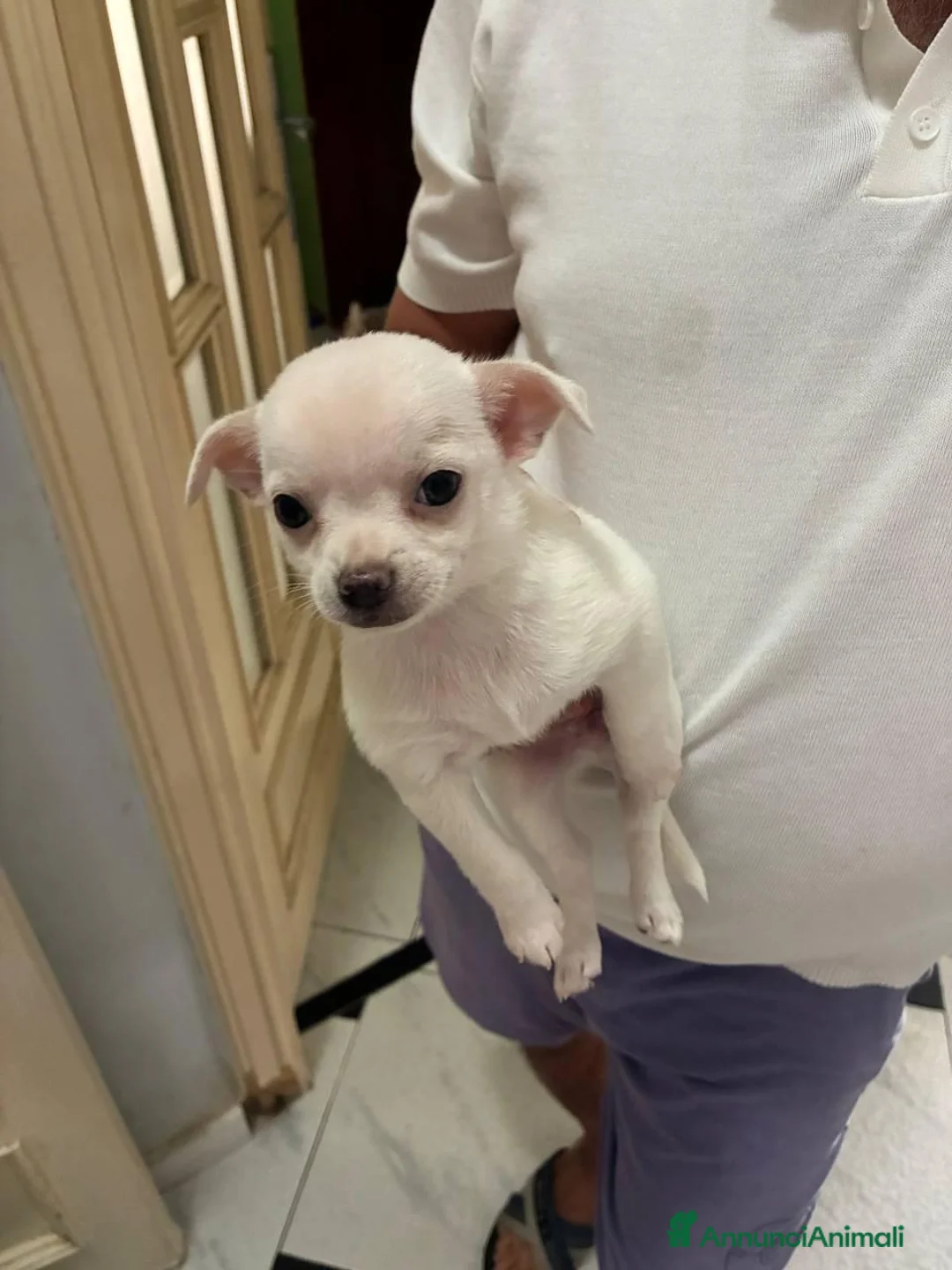 Chihuahua cani in vendita: 2 chihuahua maschi bianco e beige - Annuncio 2