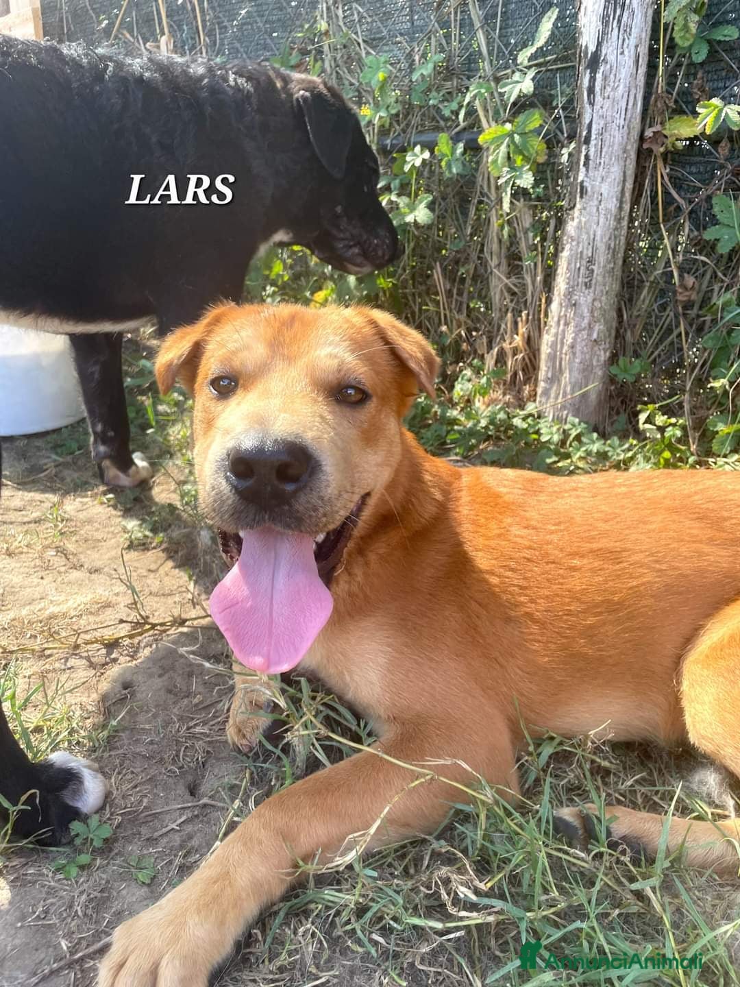 Meticcio cani LARS, Cucciolo simil sharpey a Provincia di Latina - Annuncio 2