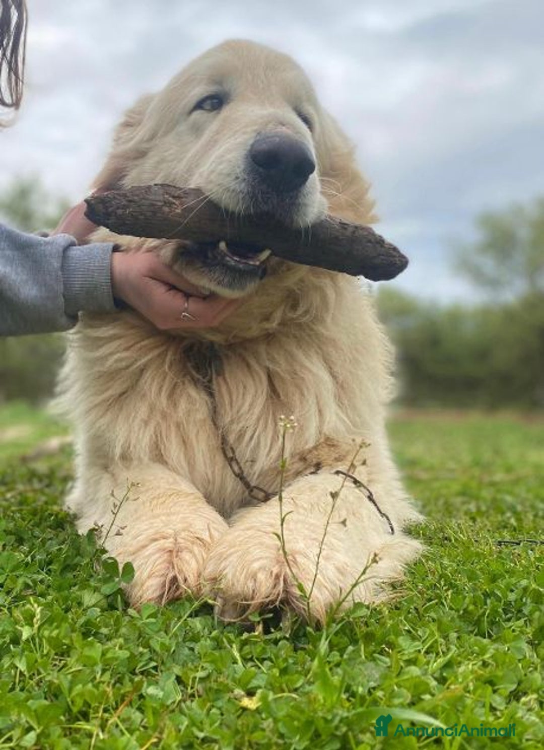 Pastore Maremmano cani in regalo: ROMEO meraviglioso e buonissimo - Annuncio 2