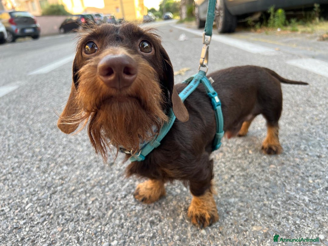 Bassotto cani per accoppiamento: Cercasi monta per il mio bassotto maschio a Provincia di Livorno - Immagine 3