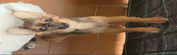 Chihuahua cani in vendita: Chihuahua mini  - Annuncio 3