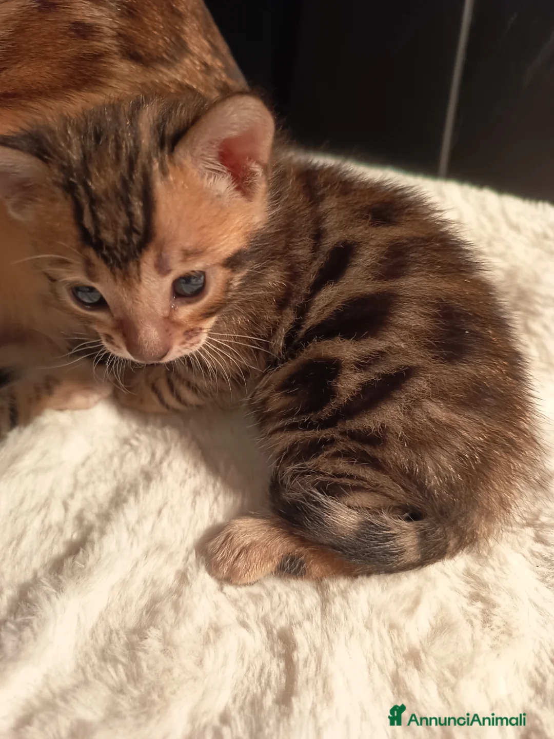 Bengala gatti in vendita: feminucce 🥰 - Annuncio 2