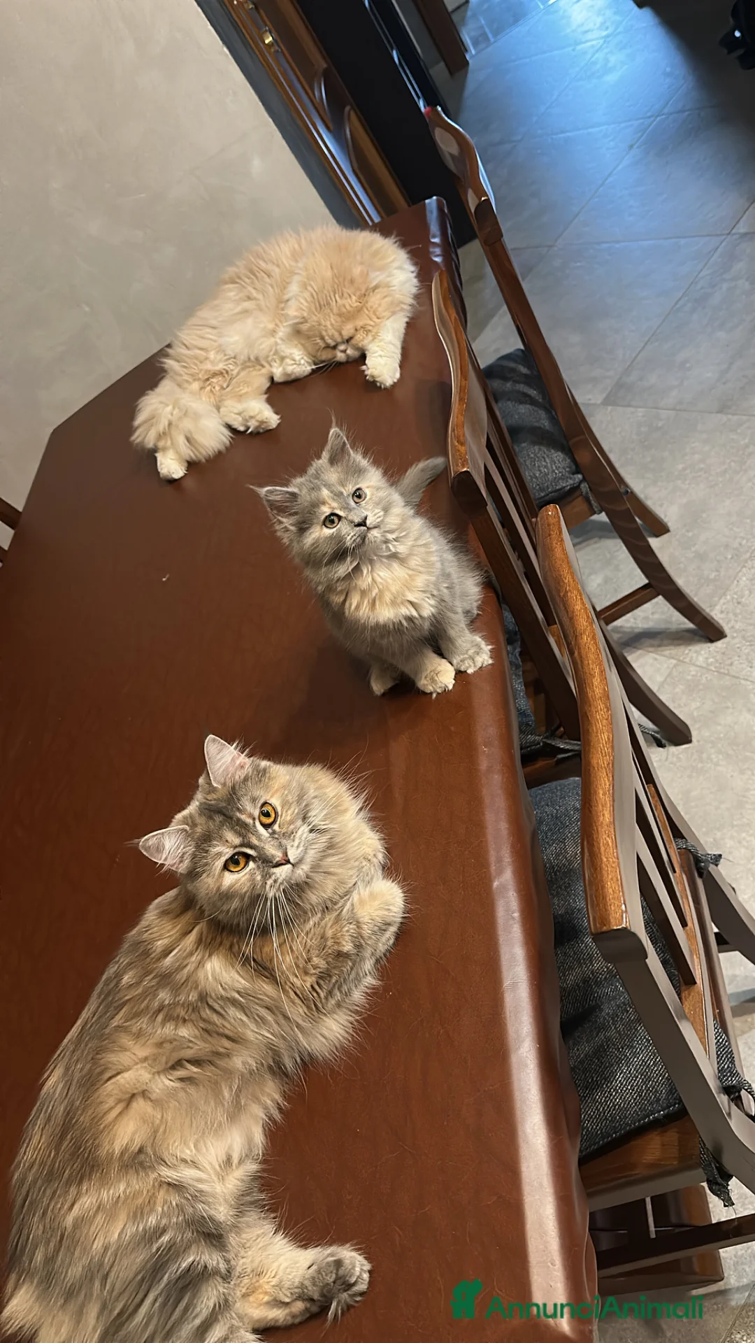 Persiano gatti in vendita: Persisno - Annuncio 10