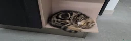 Scottish gatti in vendita: Maschio scottish fold - Annuncio 2