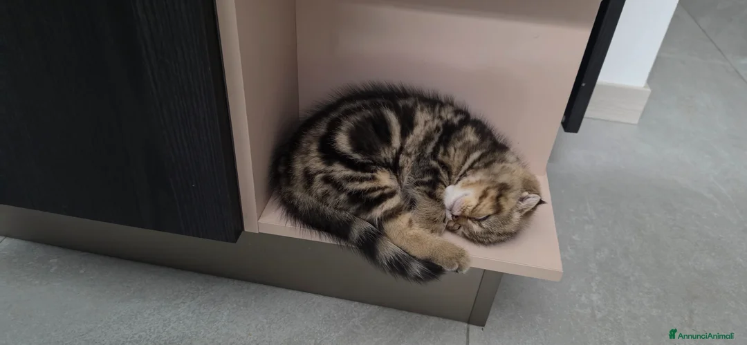 Scottish gatti in vendita: Maschio scottish fold - Annuncio 2