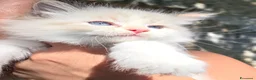 Siberiano gatti in vendita: Cuccioli di Siberiano neva masquerade a Città metropolitana di Roma Capitale - Annuncio 2