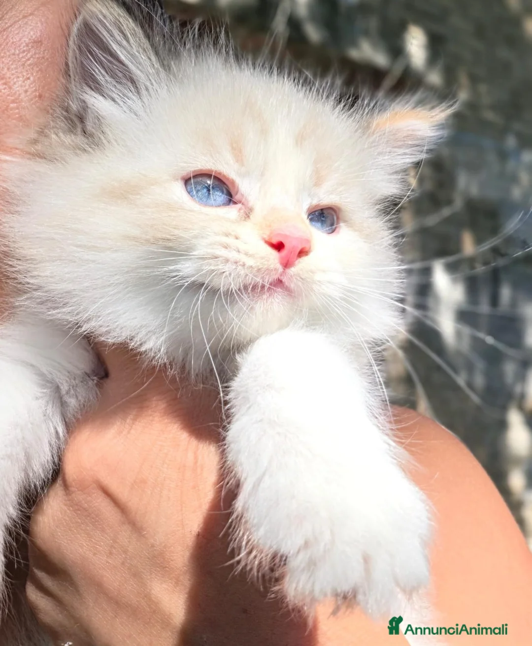 Siberiano gatti in vendita: Cuccioli di Siberiano neva masquerade a Città metropolitana di Roma Capitale - Annuncio 2