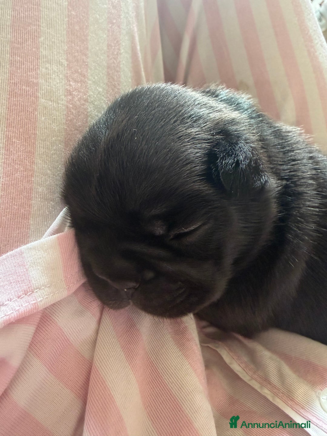 Bulldog Francese cani in vendita: Bulldog francesi  - Annuncio 10