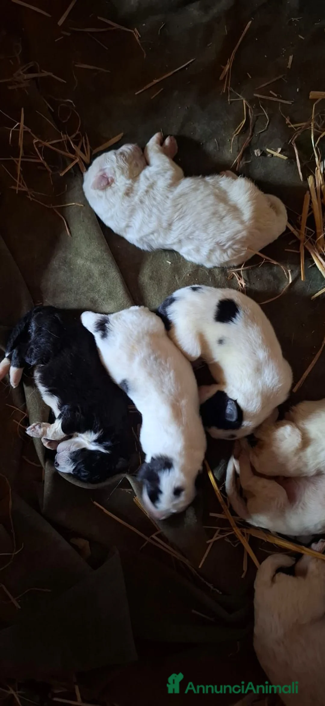 Meticcio cani in vendita: Cuccioli maremmano e pastore caucaso a Provincia di Pesaro e Urbino - Annuncio 2