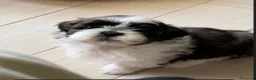 Shih Tzu cani per accoppiamento: Shih Tzu per Accoppiamento - Annuncio 5