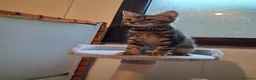 Meticcio gatti in regalo: GATTINI ADORABILI a Provincia di Monza e della Brianza - Annuncio 10