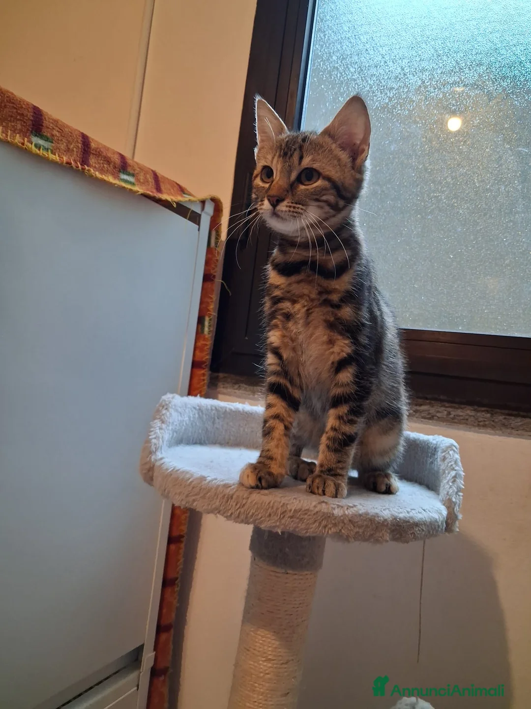 Meticcio gatti in regalo: GATTINI ADORABILI a Provincia di Monza e della Brianza - Annuncio 10