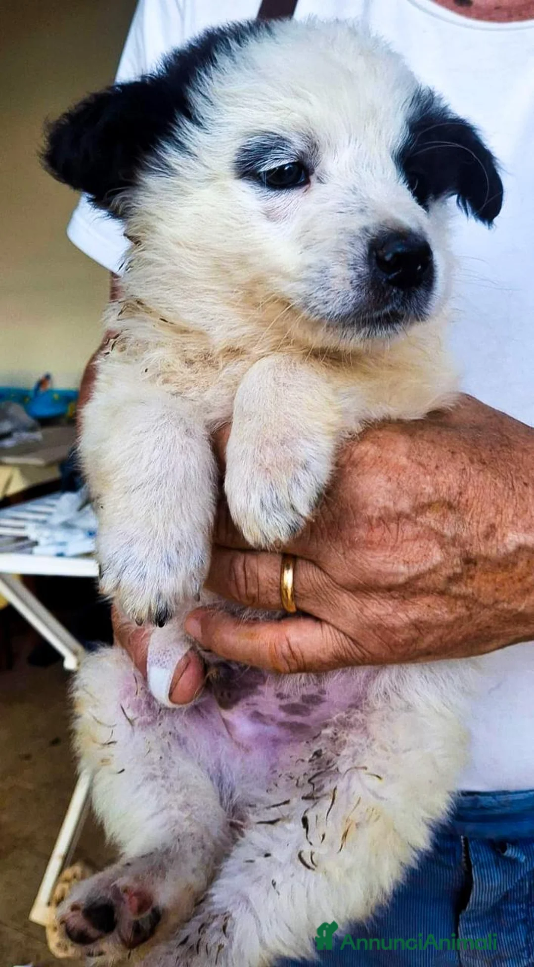Meticcio cani in regalo: ROMOLO 💙 piccolo re, simpatica canaglia 😍 a Provincia di Cuneo - Annuncio 2
