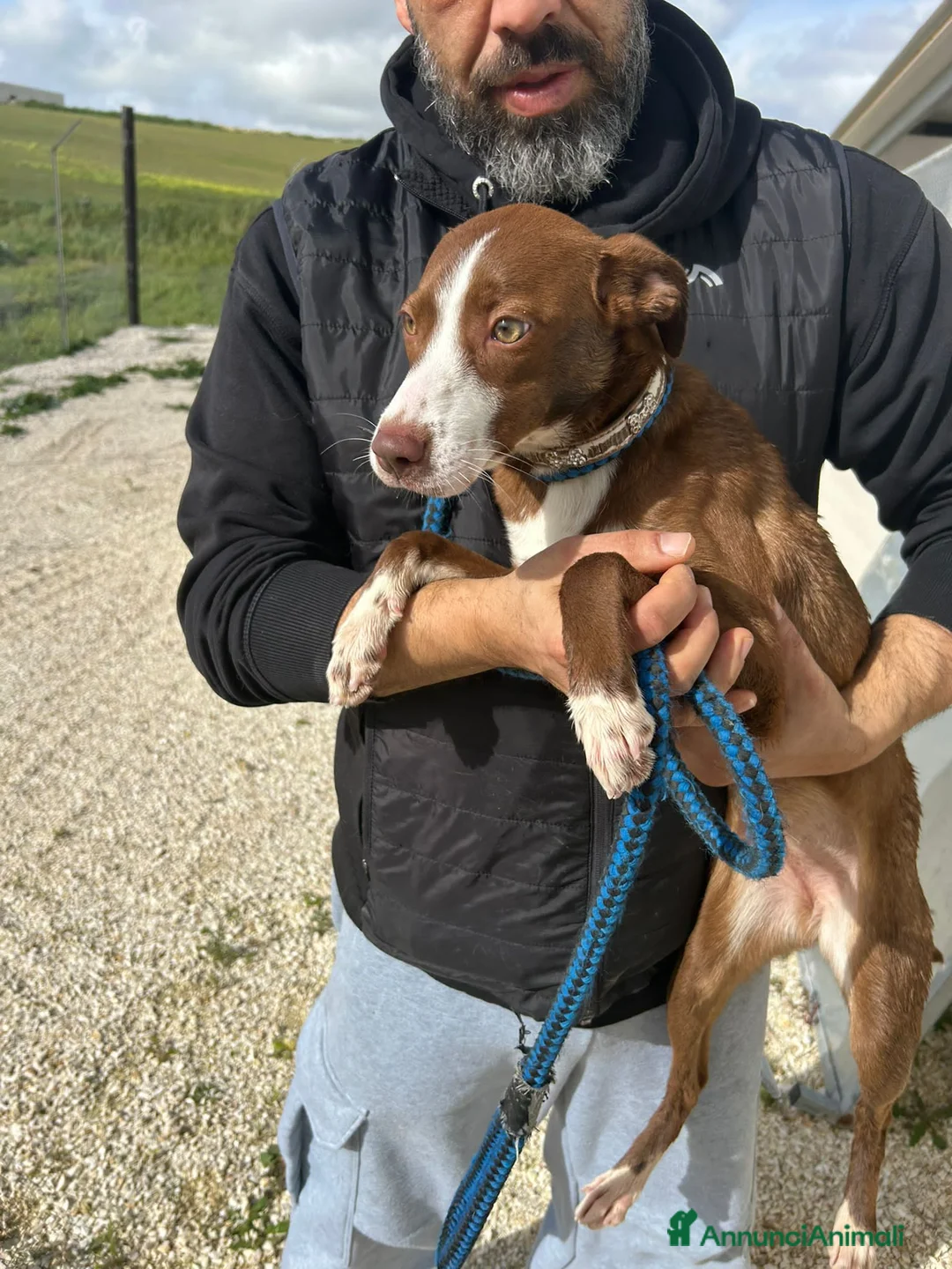 Altre razze cani in regalo: marra  - Annuncio 2