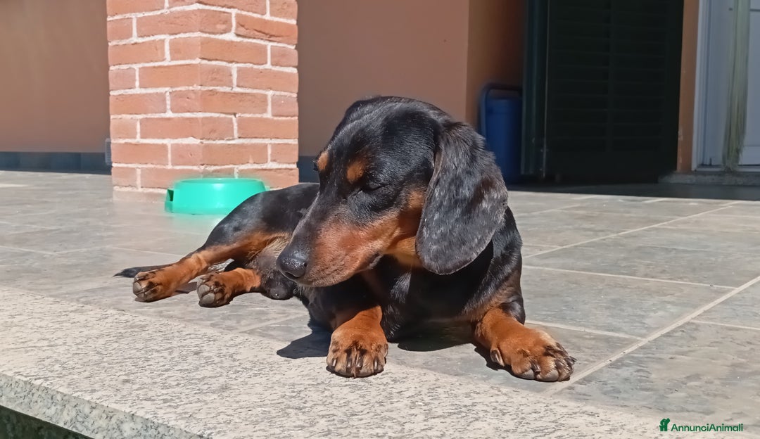 Bassotto cani in vendita: Bassotti arlecchino  - Annuncio 5