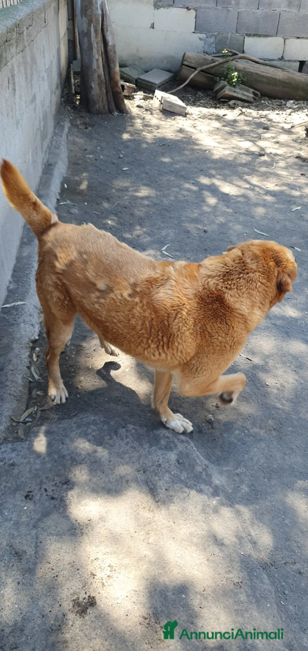 Meticcio cani in regalo: Orazio in Canile a Provincia di Rovigo - Annuncio 3