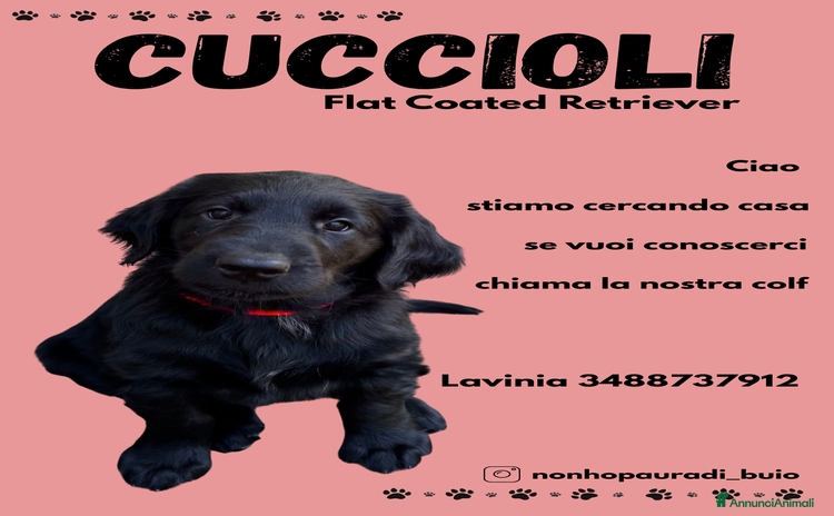 Flat Coated cani a Provincia autonoma di Trento - Annuncio 2