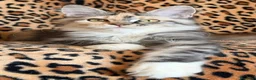Maine Coon gatti in vendita: Splendidi cuccioli di Maine Coon - Annuncio 4