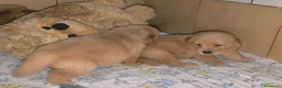 Golden Retriever cani in vendita:  Golden retriever pedigree ENCI 90% americani  - Annuncio 6