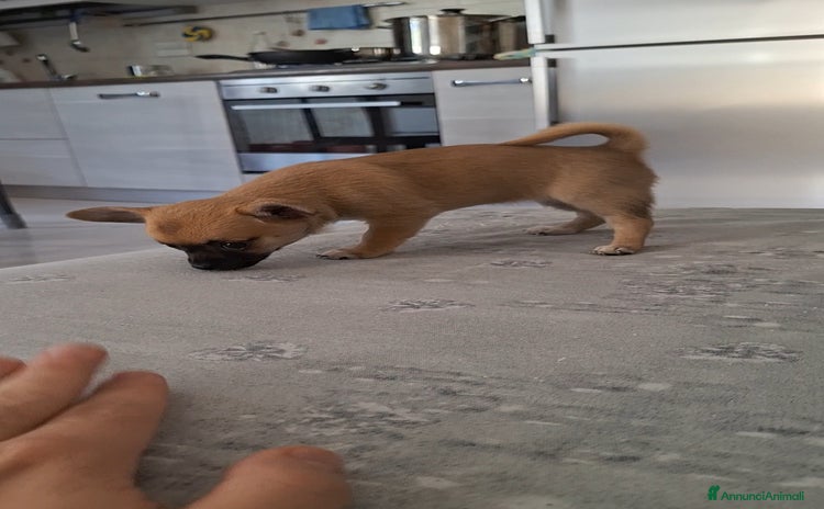Chihuahua cani a Provincia di Chieti - Annuncio 9