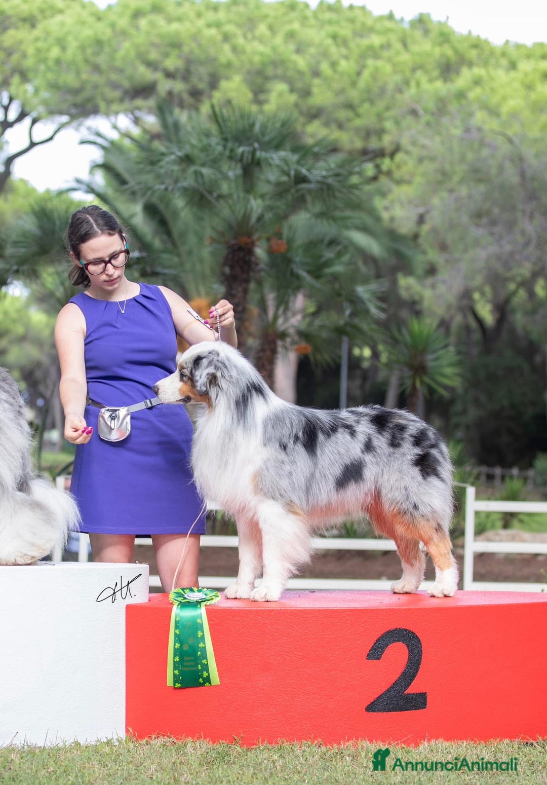 Australian Shepherd cani in vendita: Australian Shepherd  - Annuncio 8