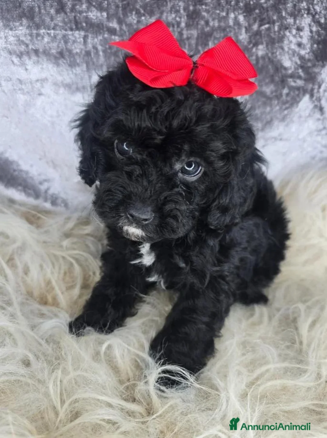 Cavapoo cani in vendita: Cuccioli di F1 Cavapoo a Città metropolitana di Roma Capitale - Annuncio 2
