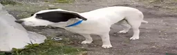 Meticcio cani in regalo: Molossino 1anno era libero..finito in canileNAPOLI - Annuncio 5