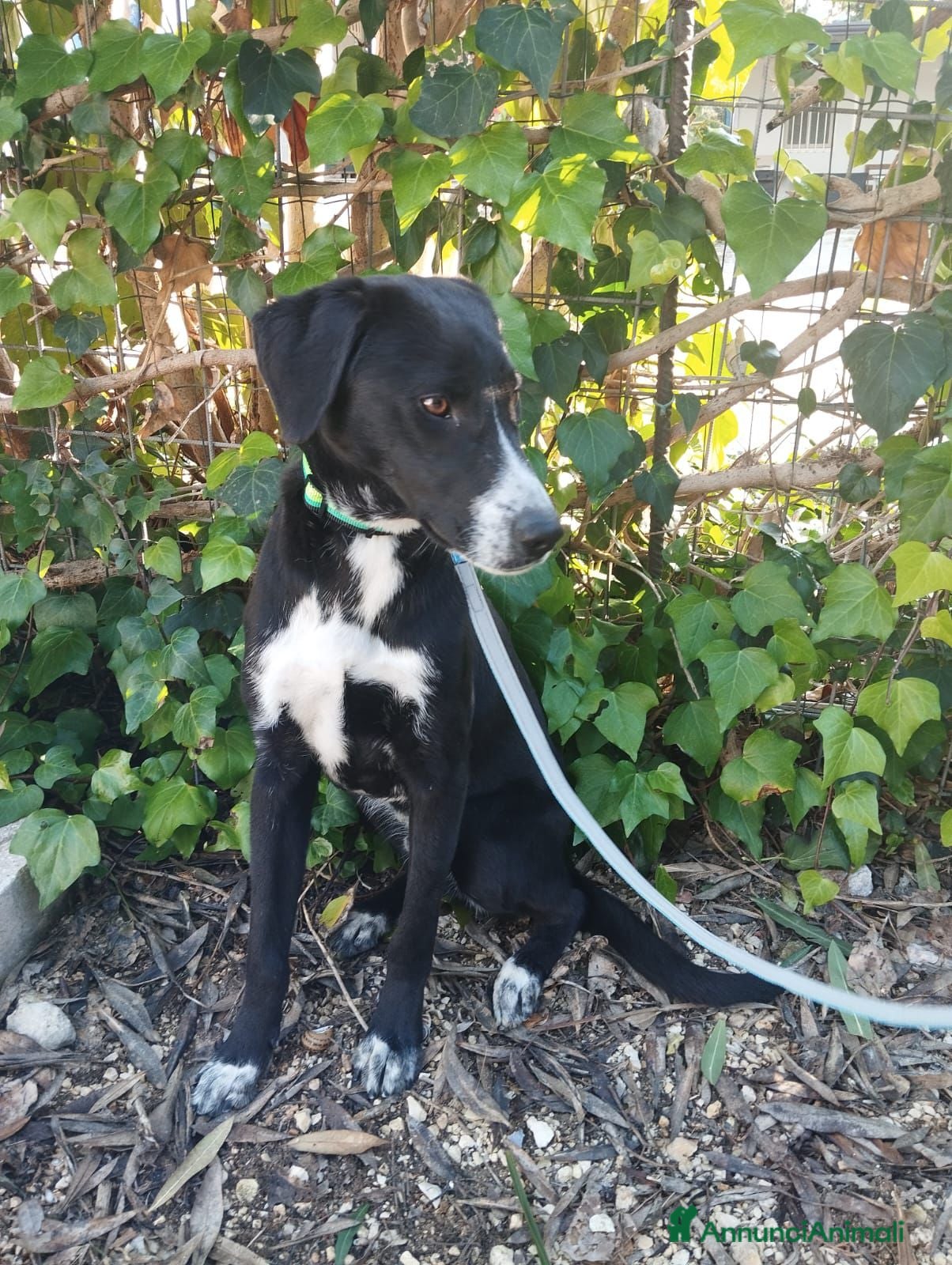 Altre razze cani aramis e blanco - Annuncio 9