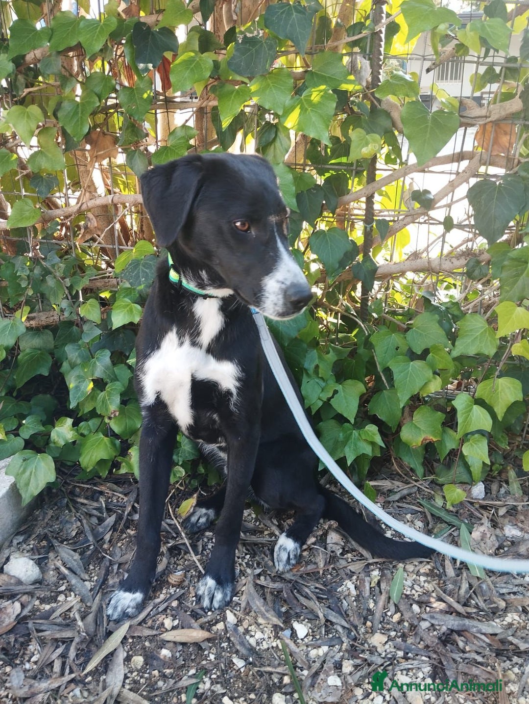 Altre razze cani in regalo: aramis e blanco - Annuncio 1