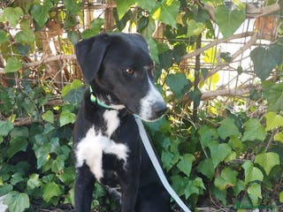 Altre razze cani aramis e blanco - Annuncio 9